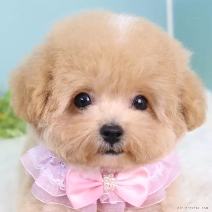 ID：2506-00552の子犬