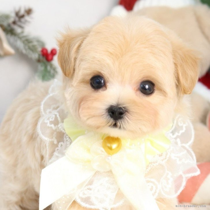 ブリーダー画像