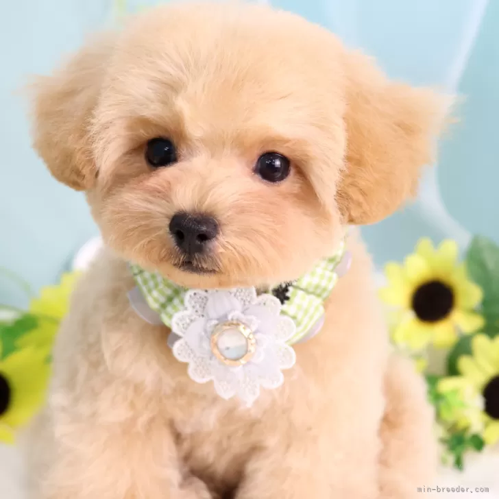 M.N 様のお迎えした子犬