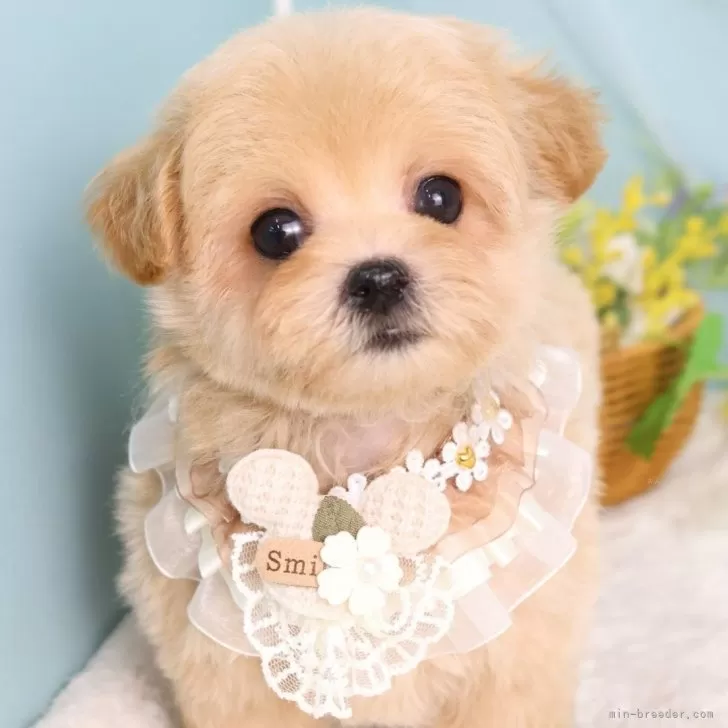 A.K 様のお迎えした子犬