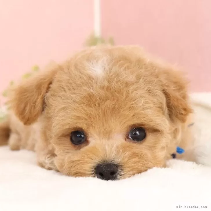 ID：2507-02131の子犬