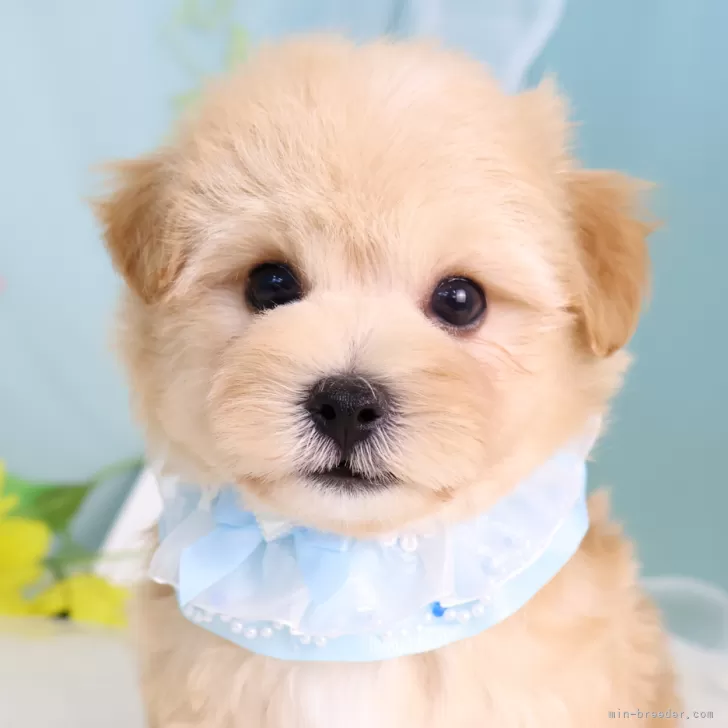 けろろ 様のお迎えした子犬