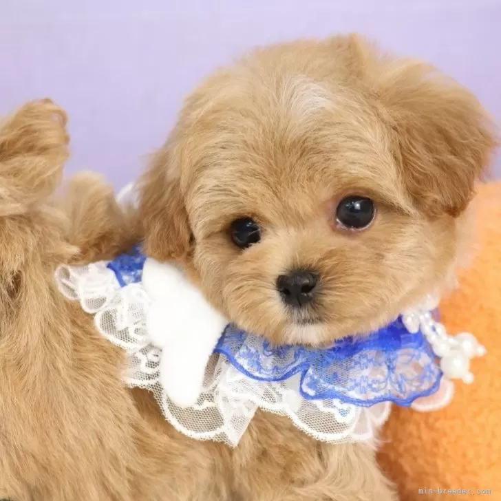 S.T 様のお迎えした子犬