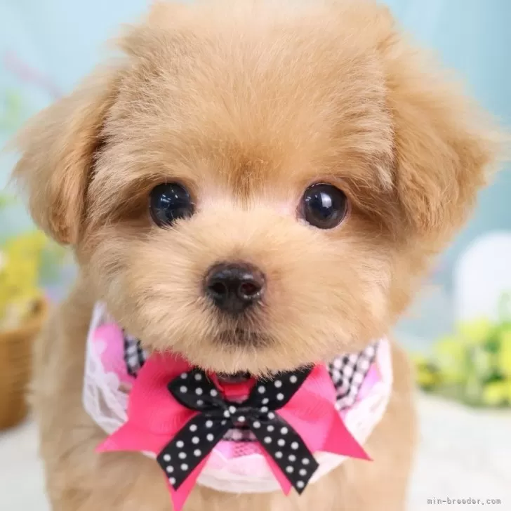ID:2508-08253の子犬