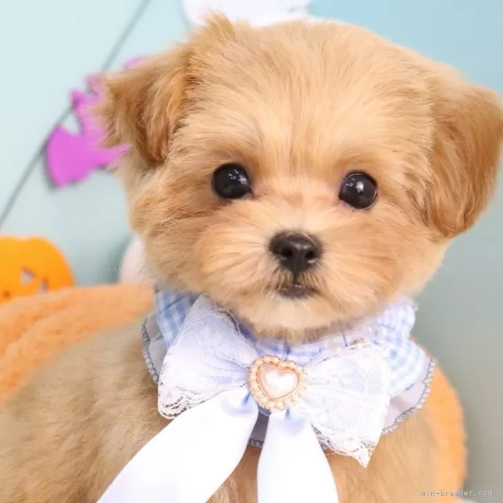 ユキ 様のお迎えした子犬