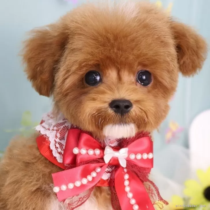 S.C 様のお迎えした子犬