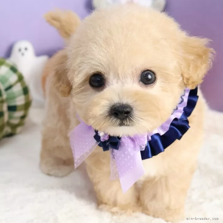 S.S 様のお迎えした子犬