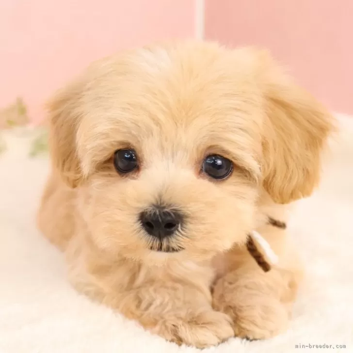ID:2506-06828の子犬