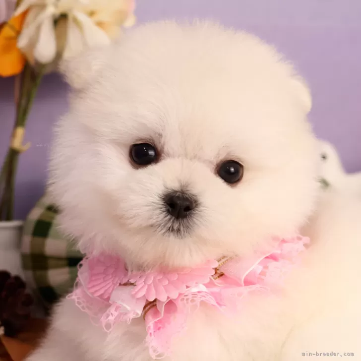 M.K 様のお迎えした子犬