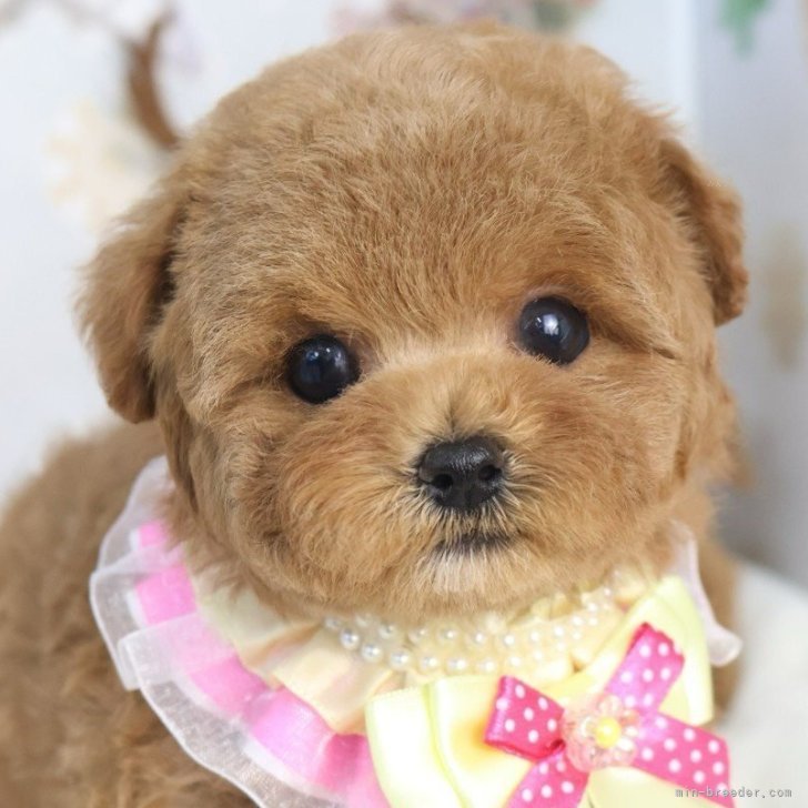 ブリーダー画像