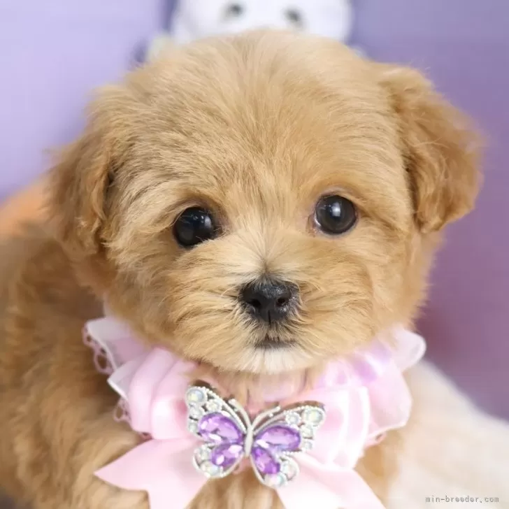 M.S 様のお迎えした子犬