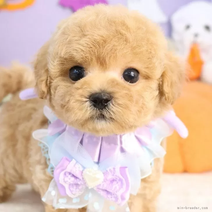 マルプー(マルチーズ×トイプードル)【東京都・男の子・2025年9月14日・アプリコット】の写真1