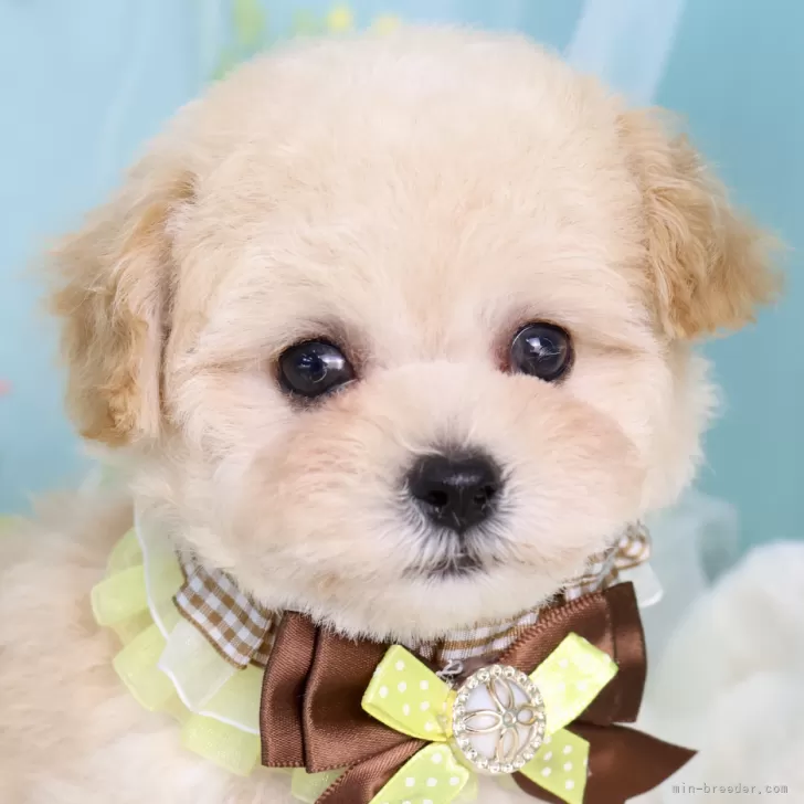 Y.K 様のお迎えした子犬