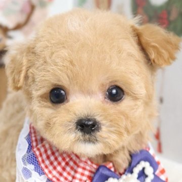 マルプー(マルチーズ×トイプードル)【東京都・女の子・2025年10月7日・アプリコット】の写真「⏰年末年始 特別キャンペーン（11・12月限定）⏰」