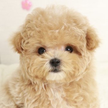マルプー(トイプードル×マルチーズ)【東京都・男の子・2024年12月15日・アプリコット】の写真「小さめのタイニーサイズの男の子🌟」