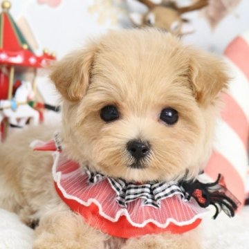 マルプー(マルチーズ×トイプードル)【東京都・男の子・2025年9月18日・アプリコット】の写真「⏰早期お問い合わせキャンペーン中⏰」