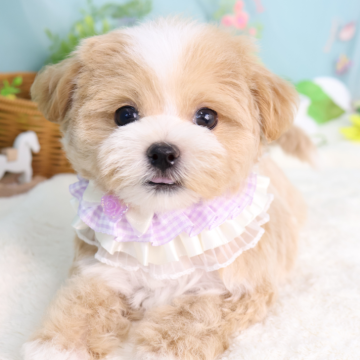 マルプー(マルチーズ×トイプードル)【東京都・女の子・2025年6月21日・アプリコット】の写真「小さめティーカップサイズの女の子🌸」