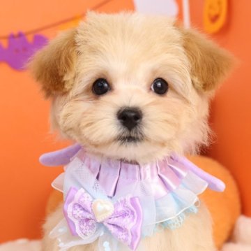 マルプー(マルチーズ×トイプードル)【東京都・女の子・2025年7月14日・アプリコット】の写真「ティーカップサイズのマルプーの女の子🌸」