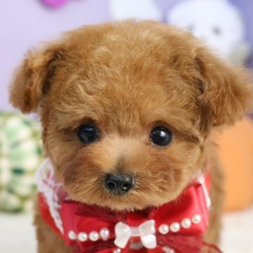 ティーカッププードル【東京都・女の子・2025年8月25日・レッド】の写真「⏰早期お問い合わせキャンペーン中⏰」