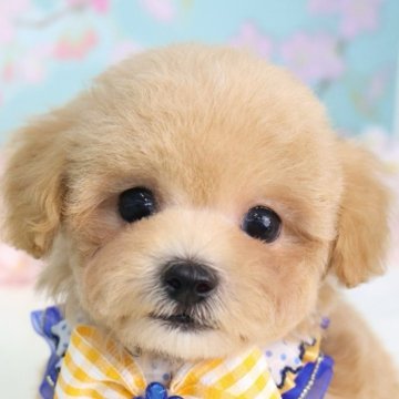 マルプー(マルチーズ×トイプードル)【東京都・男の子・2025年12月22日・アプリコット】の写真「🌸 新生活応援キャンペーン 🌸」