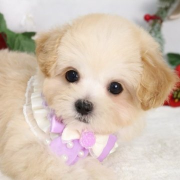 マルプー(マルチーズ×トイプードル)【東京都・女の子・2025年9月4日・アプリコット】の写真「⏰早期お問い合わせキャンペーン中⏰」
