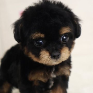 チワプー(チワワ×トイプードル)【東京都・女の子・2024年12月24日・ブラック&タン】の写真「小さめのタイニーサイズの女の子🌸」