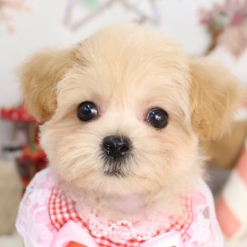 マルプー(マルチーズ×トイプードル)【東京都・女の子・2025年10月11日・アプリコット】の写真「⏰年末年始 特別キャンペーン（11・12月限定）⏰」