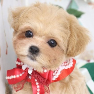 マルプー(マルチーズ×トイプードル)【東京都・女の子・2025年9月12日・アプリコット】の写真「⏰早期お問い合わせキャンペーン中⏰」