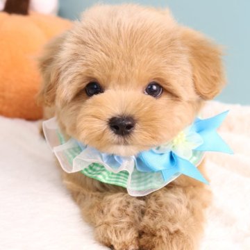 マルプー(マルチーズ×トイプードル)【東京都・女の子・2025年7月28日・アプリコット】の写真「⏰早期お問い合わせキャンペーン中⏰」