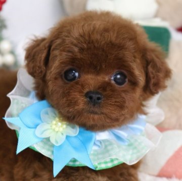 トイプードル(ティーカップ)【東京都・男の子・2025年9月14日・レッド】の写真「⏰早期お問い合わせキャンペーン中⏰」