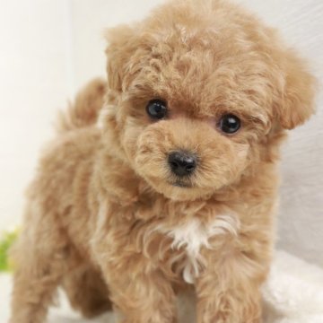 マルプー(マルチーズ×トイプードル)【東京都・女の子・2024年12月6日・アプリコット】の写真「ティーカップサイズの女の子🌸」