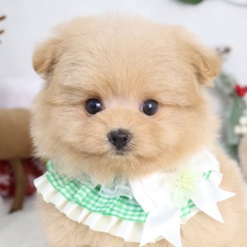 ポメプー(ポメラニアン×トイプードル)【東京都・女の子・2025年9月15日・アプリコット】の写真「⏰早期お問い合わせキャンペーン中⏰」