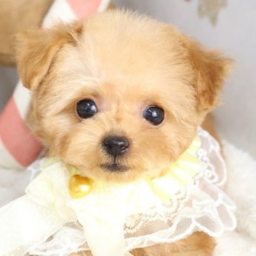 トイプードル(ティーカップ)【東京都・男の子・2025年10月8日・レッド】の写真「⏰年末年始 特別キャンペーン（11・12月限定）⏰」