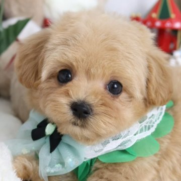 マルプー(マルチーズ×トイプードル)【東京都・女の子・2025年10月4日・アプリコット】の写真「⏰年末年始 特別キャンペーン（11・12月限定）⏰」