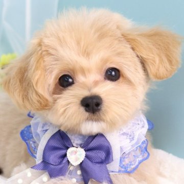マルプー(マルチーズ×トイプードル)【東京都・男の子・2025年6月25日・アプリコット】の写真「タイニーサイズのマルプーの男の子🌟」