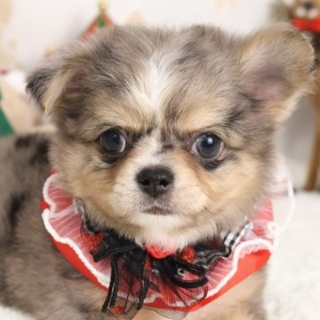 チワワ(ロング)【東京都・男の子・2025年10月7日・ブルーマール】の写真「⏰年末年始 特別キャンペーン（11・12月限定）⏰」