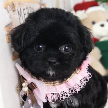 チワプー(チワワ×トイプードル)【東京都・女の子・2025年10月3日・ブルーマール】の写真「⏰年末年始 特別キャンペーン（11・12月限定）⏰」