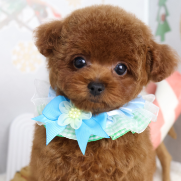 ティーカッププードル【東京都・男の子・2025年9月14日・レッド】の写真「⏰早期お問い合わせキャンペーン中⏰」