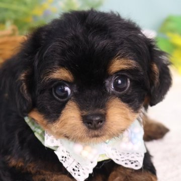 チワプー(チワワ×トイプードル)【東京都・男の子・2025年6月29日・ブルーマール】の写真「タイニーサイズのチワプーの男の子🌟」