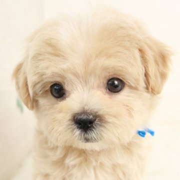 マルプー(マルチーズ×トイプードル)【東京都・男の子・2025年1月30日・アプリコット】の写真「小さめティーカップサイズの男の子🌟」