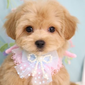 マルプー(マルチーズ×トイプードル)【東京都・男の子・2025年6月18日・アプリコット】の写真「タイニーサイズのマルプーの男の子🌟」