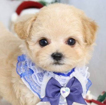 マルプー(マルチーズ×トイプードル)【東京都・女の子・2025年9月20日・アプリコット】の写真「⏰早期お問い合わせキャンペーン中⏰」