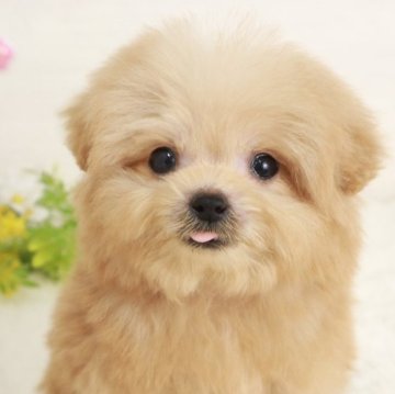 ポメプー(ポメラニアン×トイプードル)【東京都・男の子・2025年2月4日・アプリコット】の写真「タイニーサイズの可愛い男の子です！」