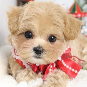 マルプー(マルチーズ×トイプードル)【東京都・女の子・2025年9月12日・アプリコット】の写真「⏰早期お問い合わせキャンペーン中⏰」