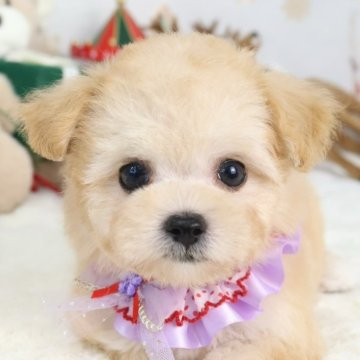 マルプー(マルチーズ×トイプードル)【東京都・女の子・2025年10月23日・アプリコット】の写真「⏰年末年始 特別キャンペーン（11・12月限定）⏰」