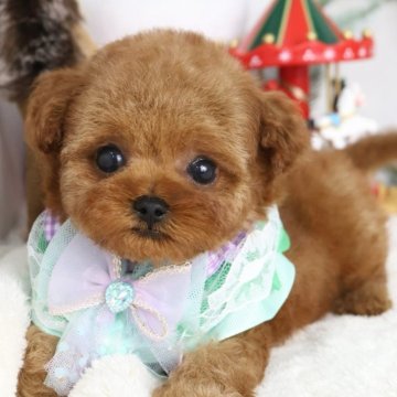 トイプードル(ティーカップ)【東京都・女の子・2025年9月14日・レッド】の写真「⏰早期お問い合わせキャンペーン中⏰」