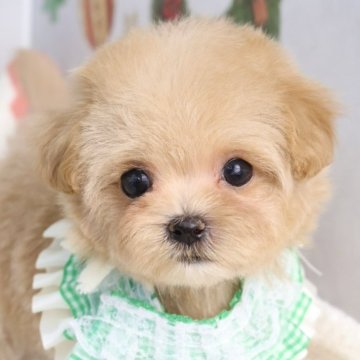 マルプー(マルチーズ×トイプードル)【東京都・女の子・2025年10月4日・アプリコット】の写真「⏰年末年始 特別キャンペーン（11・12月限定）⏰」