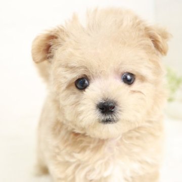 マルプー(マルチーズ×トイプードル)【東京都・男の子・2024年12月18日・アプリコット】の写真「小さめのタイニーサイズの男の子🌟」