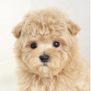 マルプー(トイプードル×マルチーズ)【東京都・男の子・2025年1月30日・アプリコット】の写真「小さめのタイニーサイズの男の子🌟」