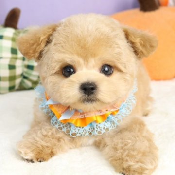 マルプー(マルチーズ×トイプードル)【東京都・男の子・2025年7月28日・アプリコット】の写真「⏰早期お問い合わせキャンペーン中⏰」